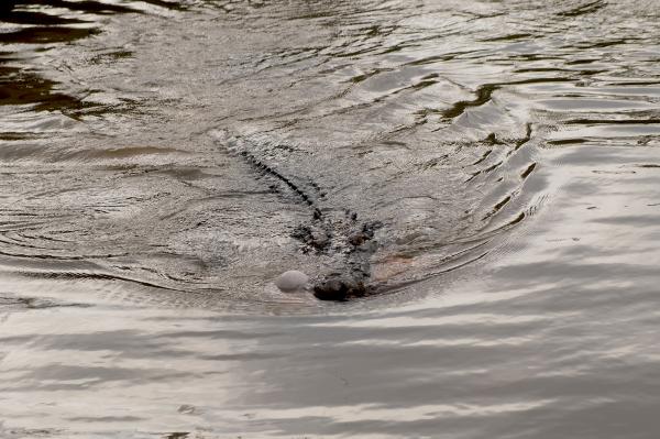 Wetland destruction blamed for rise in croc attacks on&hellip;