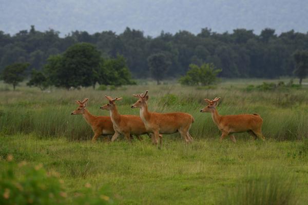 Rare swamp deer subspecies thriving in&hellip;