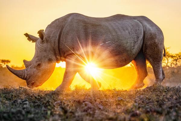 Rhino-poaching suspect, repeatedly freed&hellip;