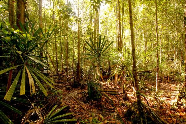 Study maps rare Borneo forests with…