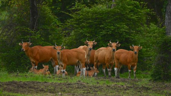 Community-led ecotourism protects&hellip;