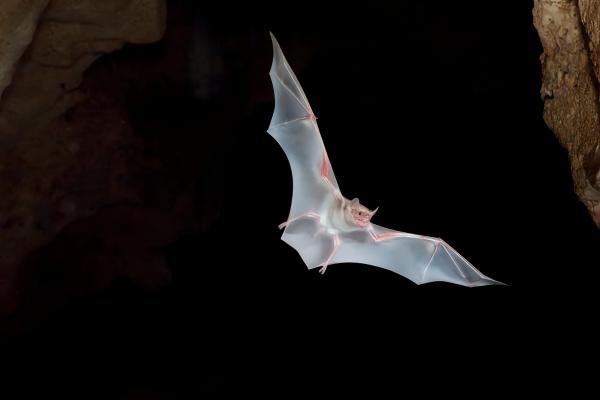 At dusk in Kenya’s caves, scientists&hellip;