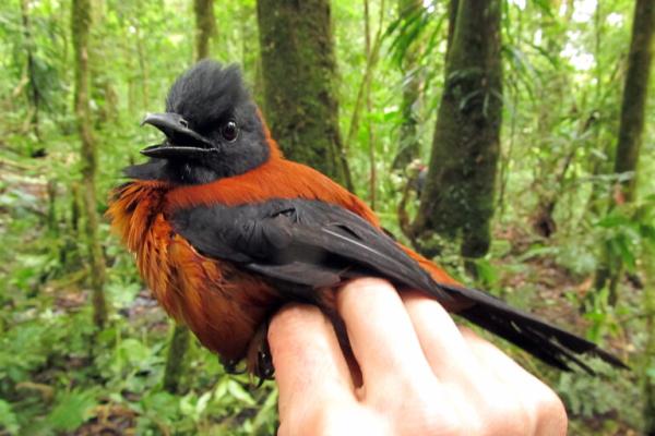 photo of Indonesia’s voracious songbird trade laps up rare and poisonous pitohuis image