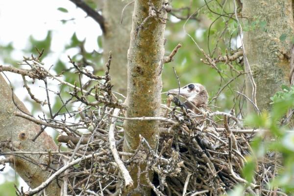 A nest with a chick brings rare hope for…