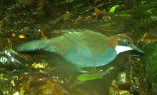 New species of jewel-babbler from Papua…