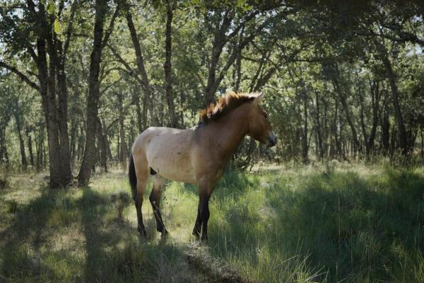 Rewilding project aims to restore…