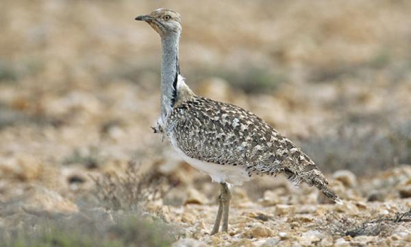 Uzbekistan’s houbara releases serve&hellip;