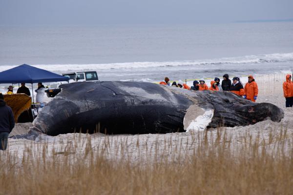 photo of Vessel Strikes on Whales Are Increasing With Warming. Can the Shipping Industry Slow Down to Spare Them?  image