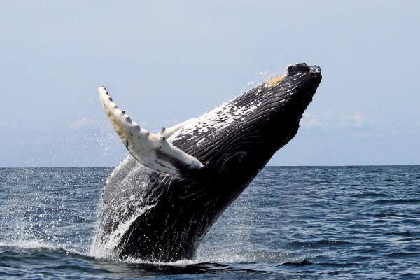 Whale songs rise and fall with food…