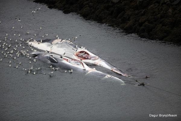 Iceland to deport antiwhaling protest&hellip;