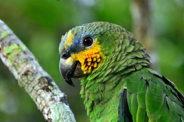 Brazil’s tropical forest fund races to&hellip;