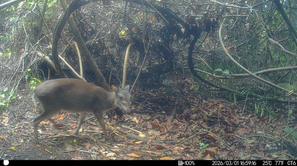 Camera traps take first photos of rare&hellip;