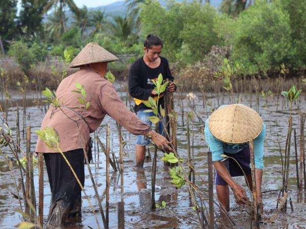 photo of In Indonesia’s Lombok, fishers find food security tied to mangrove reforestation image