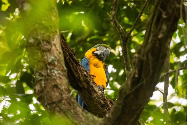 Rewilding Rio: Conservationists restock&hellip;