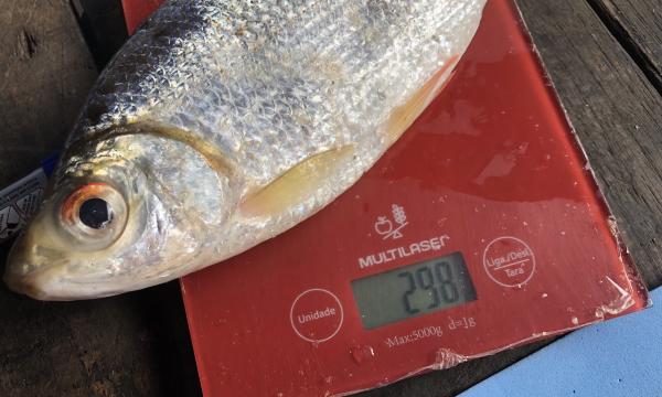 Amazon fishers help scientists map dam…