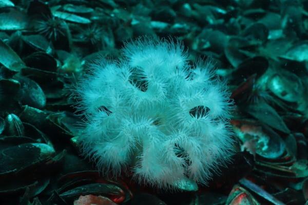An indestructible invasive anemone…