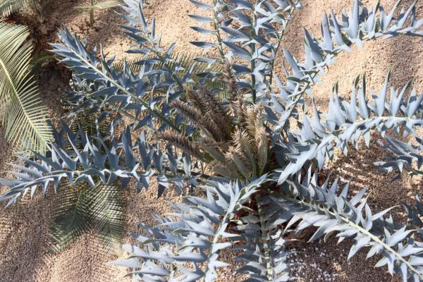 photo of Scientists decode the unusual silver-blue color of an ancient South African plant image