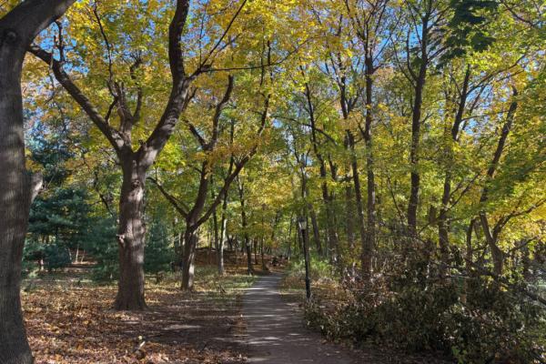 New York City’s Forests Are Ailing.…