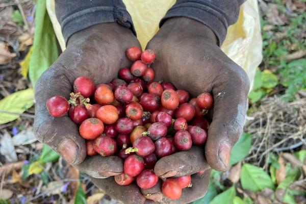 photo of The search for climate-resilient coffee: Diversifying beyond Arabica and Robusta image