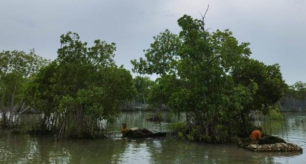 photo of Indonesia’s fish farm expansion to absorb D.C.-sized swath of protected forests image