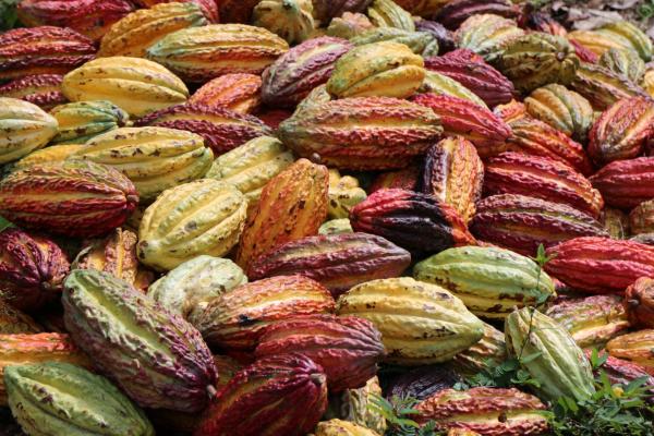 Agroforestry offers market-based way to&hellip;