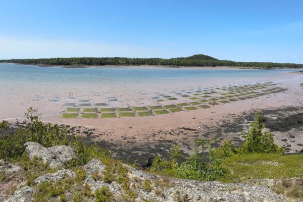 Can Clams Make a Comeback on a Tribal…