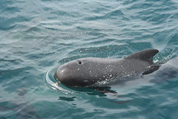 Pilot whales can’t hear each other&hellip;