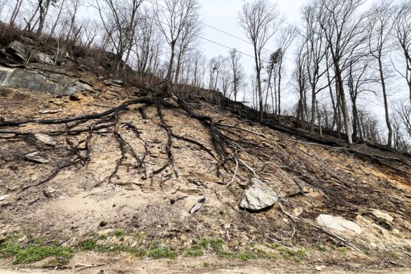 The Voracious Vine That ‘Ate the South’ Can Also Fuel…