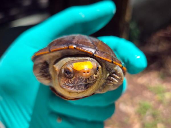 Massive turtle bust in Mexico reveals…