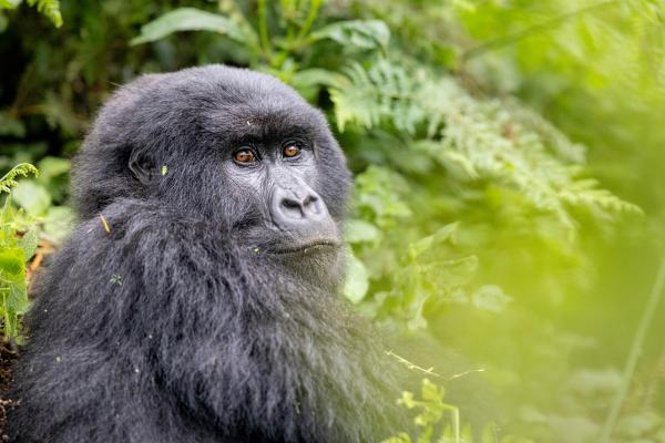 photo of Primate Planet image