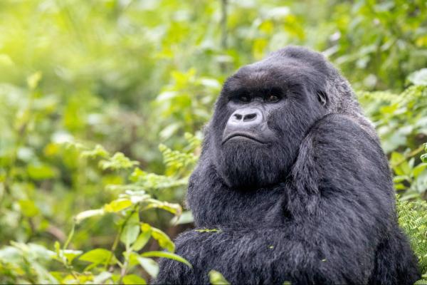 Mongabay launches Solutions Desk to…