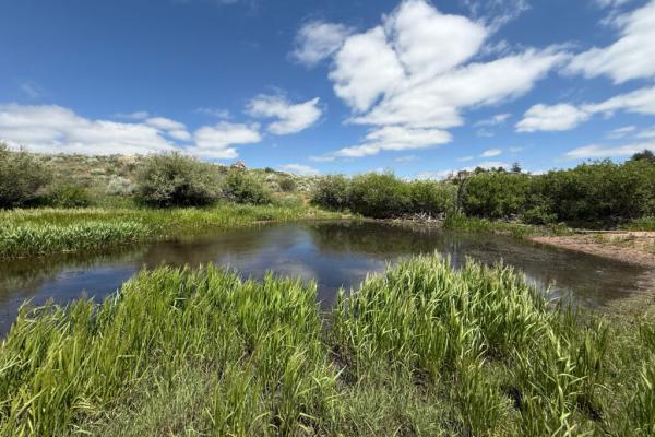 Researchers Use AI to Predict Beavers’…