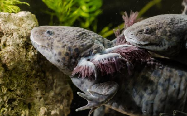 Captive-Bred Axolotls Were Successfully…