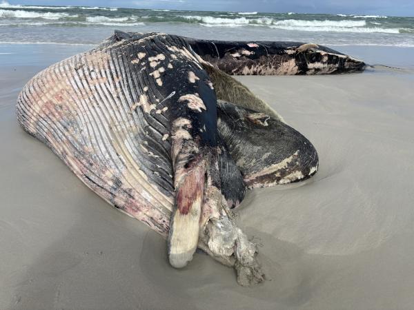Whale strike risk rises as international&hellip;
