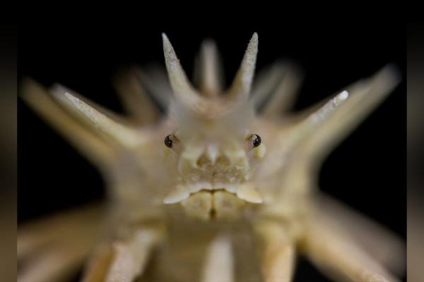 On first International Day of the Deep…