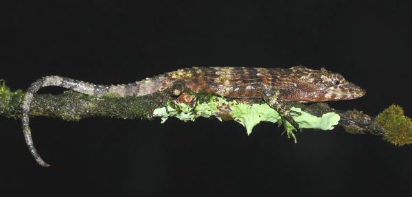 Habitat destruction, illegal trade&hellip;