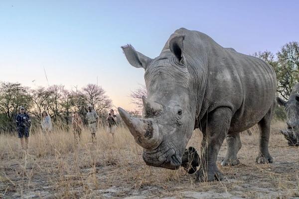 The safari industry’s…