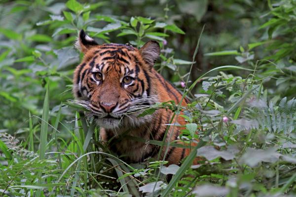 By protecting tigers ‘we save so much&hellip;