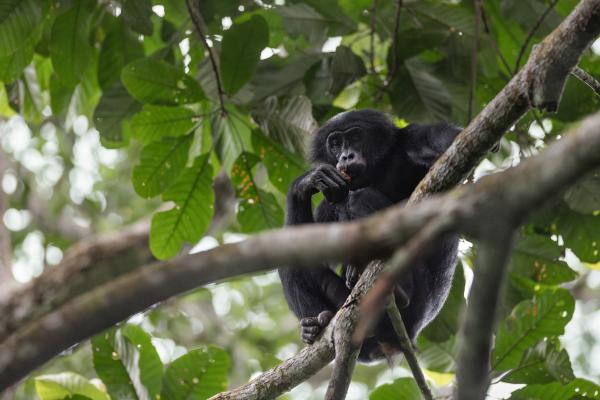 Before tourists can see bonobos,&hellip;