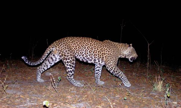 Endangered West African leopards show&hellip;