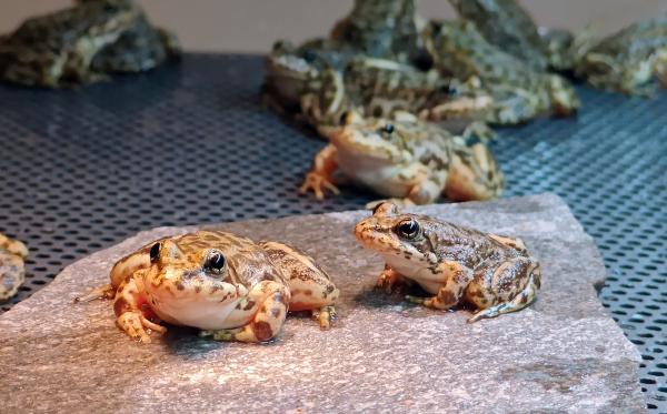 New releases a leap forward for endangered frog in southern&hellip;
