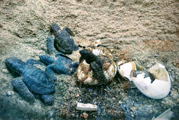 Plastic litter and ghost nets threaten&hellip;