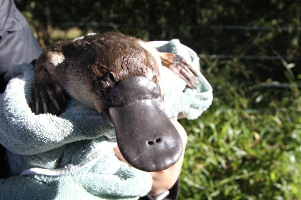 What the platypus can teach us about&hellip;