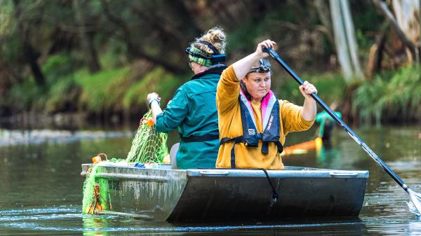 An Australian icon, the platypus is&hellip;