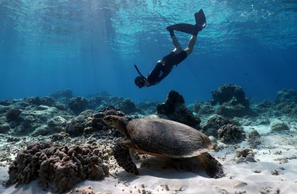 Tourism has potential to slow coral…