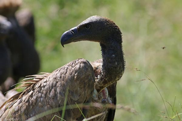 Poisoning crisis could drive vulture…