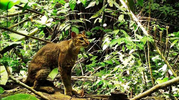 Small cat conservationists hail Uganda’s new Echuya Forest…