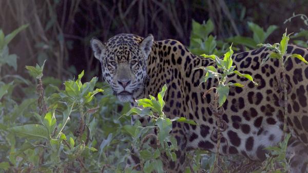 Loss of prey could drive Atlantic Forest&hellip;