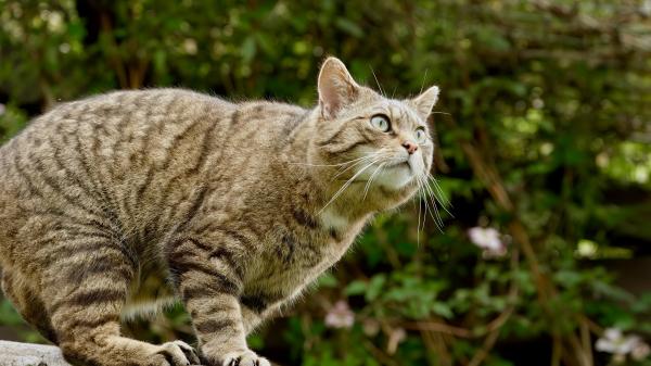 The European wildcat hovers between&hellip;