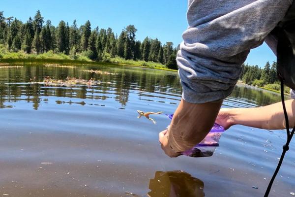 Uphill battle to save California’s endangered mountain yellow-legged frog